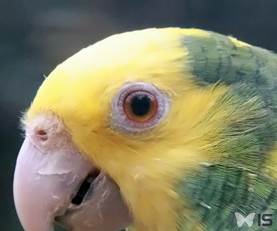 Oeil d'un Perroquet